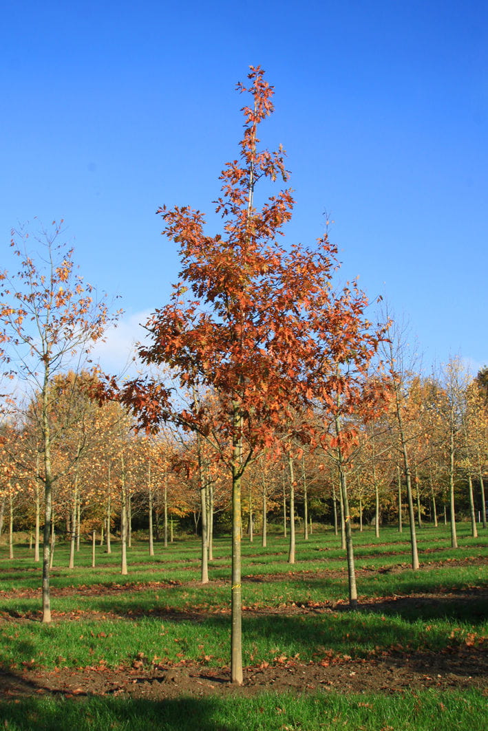 Amerikanische Roteiche • Quercus rubra Ansicht 5