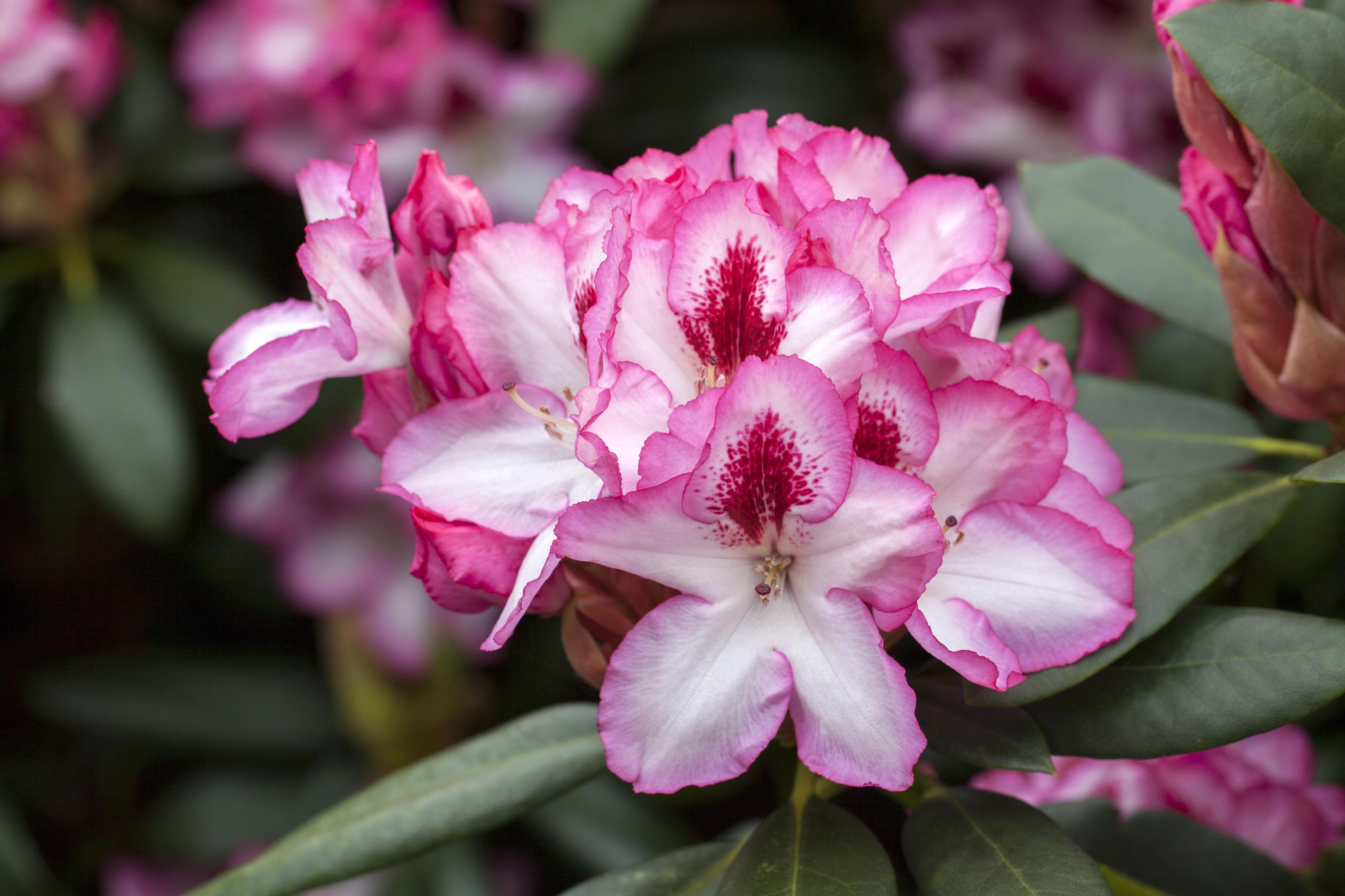 Rhododendron 'Hachmann`s Charmant'® • Rhododendron 'Hachmann`s Charmant'® Ansicht 1