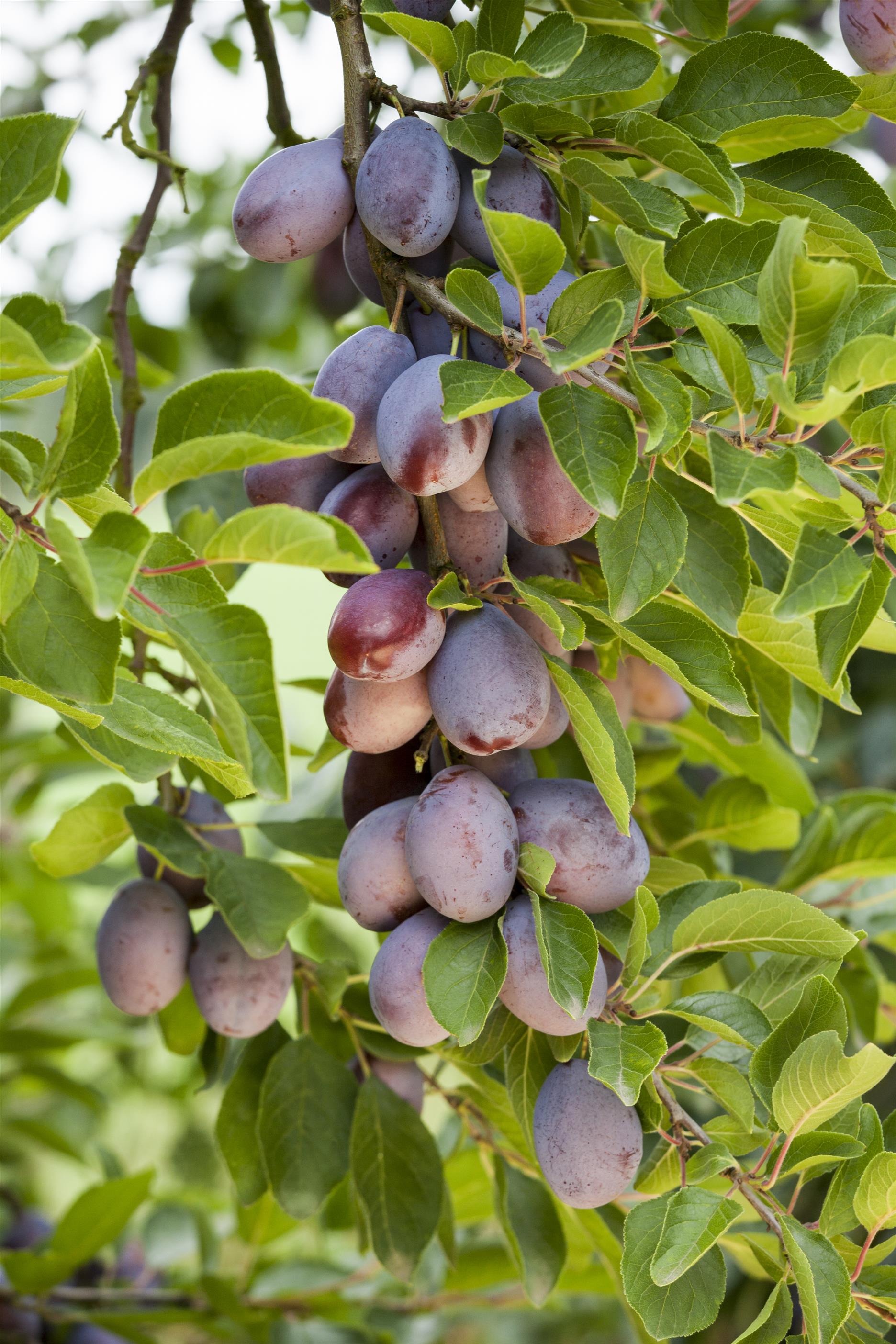 Pflaume 'Hauszwetschge' • Prunus domestica 'Hauszwetsche' Ansicht 2