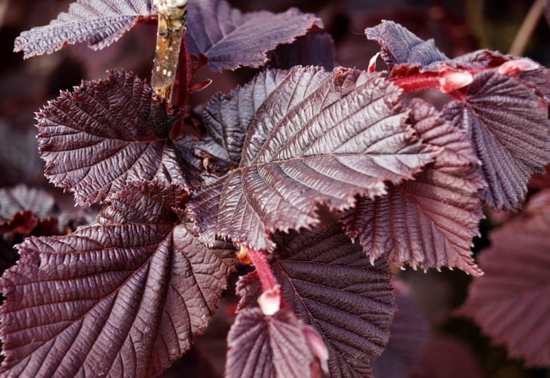 Haselnuss 'Rotblättrige Zellernuss' • Corylus avellana 'Rotblättrige Zellernuss' Containerware 150-200 cm hoch, Solitärpflanze Ansicht 2