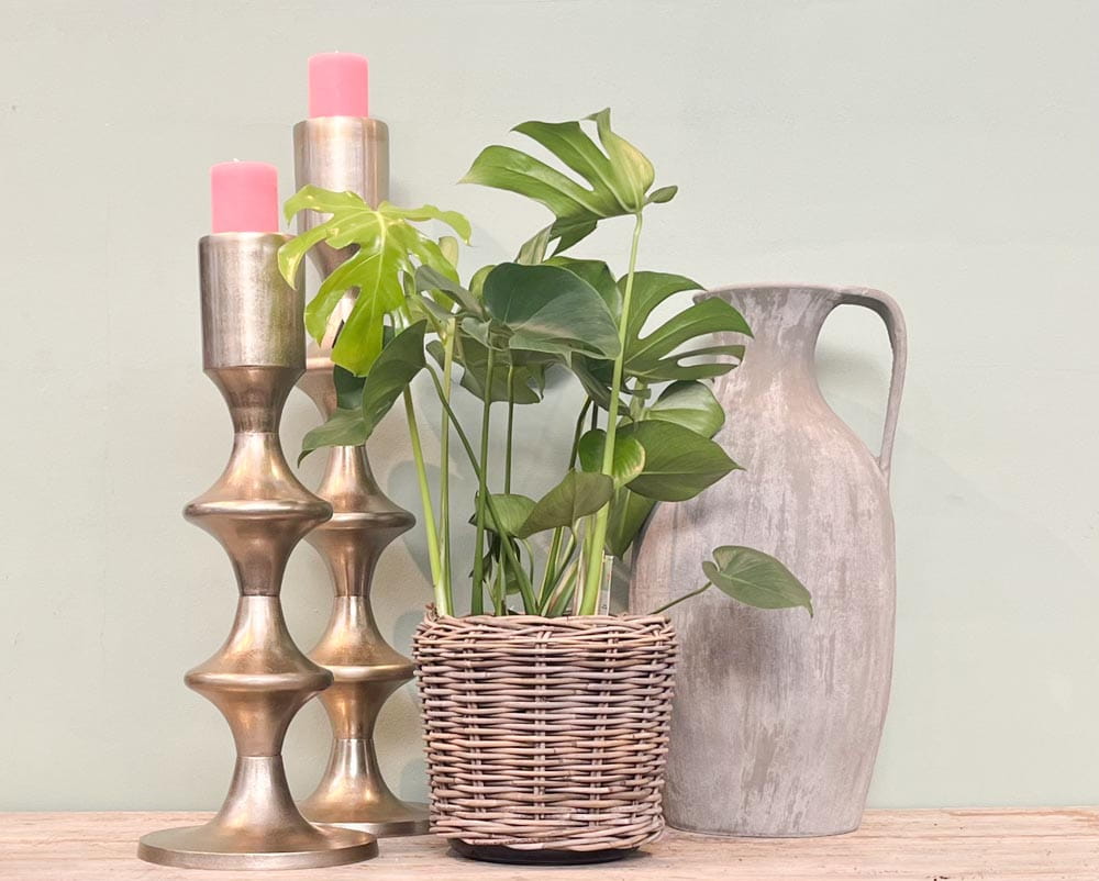 Fensterblatt • Monstera deliciosa Topfdurchmesser 21 cm, 70 cm hoch Topfware Ansicht 6