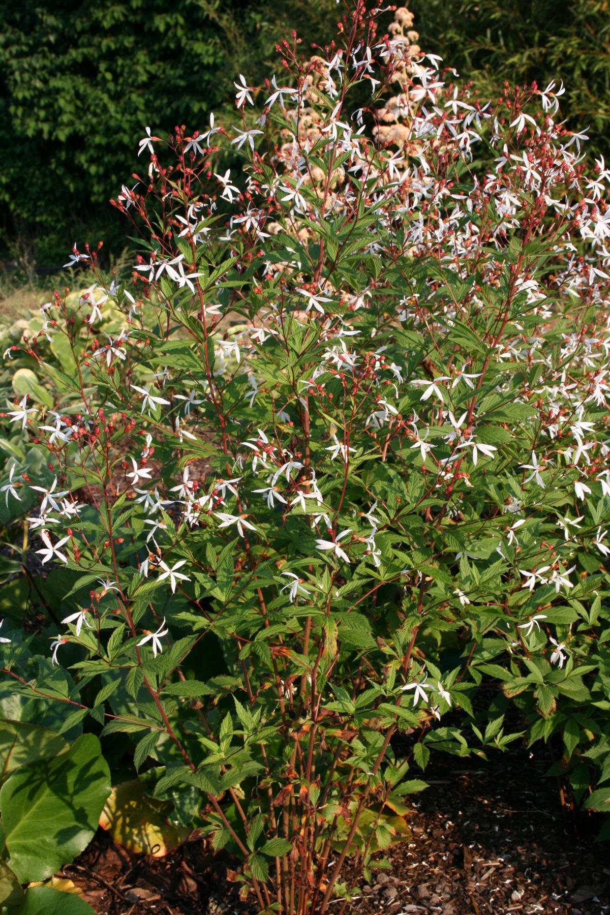 Dreiblattspiere trifoliata • Gillenia trifoliata Ansicht 2