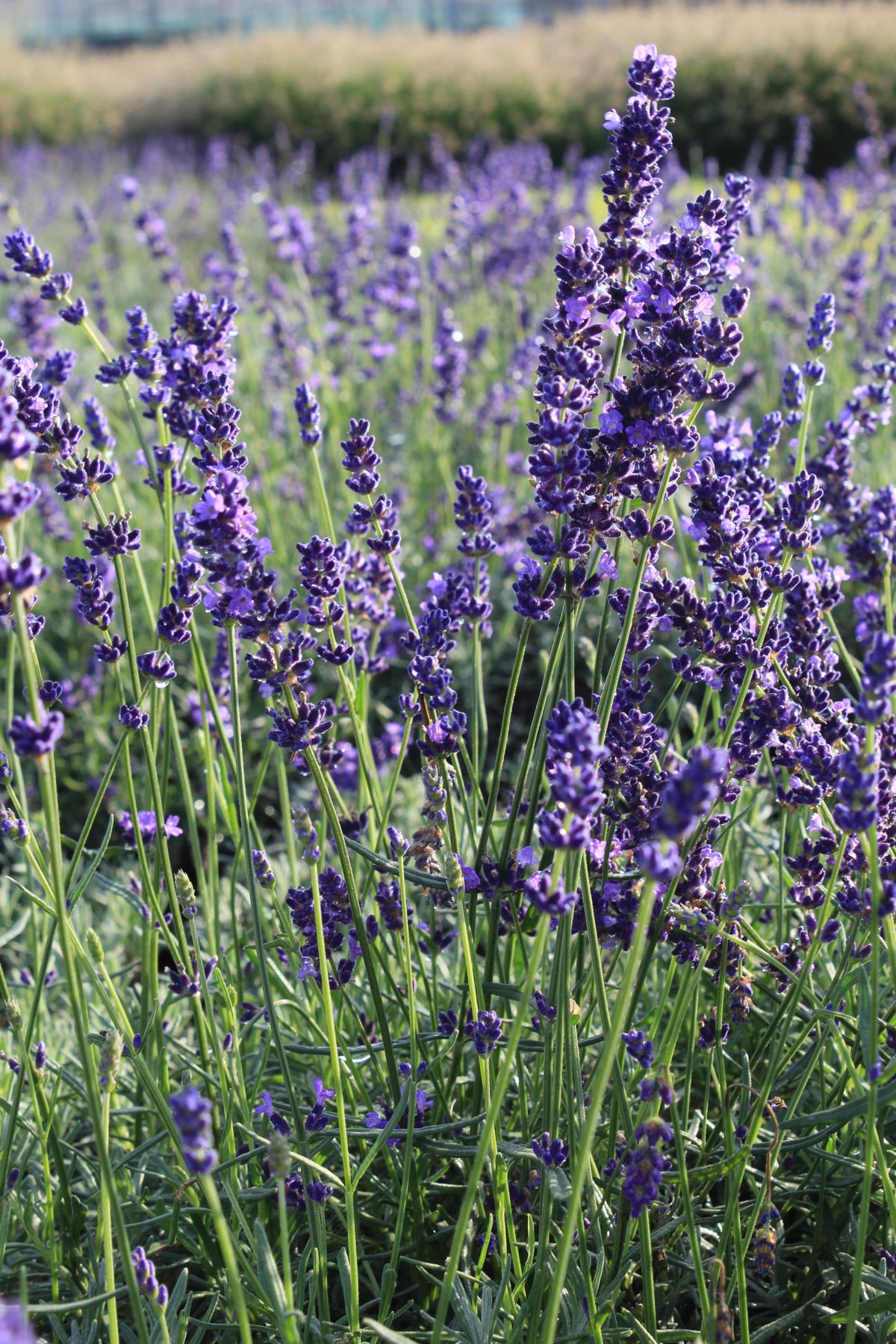 Lavendel 'Hidcote Blue'  • Lavandula angustifolia 'Hidcote Blue' Ansicht 2
