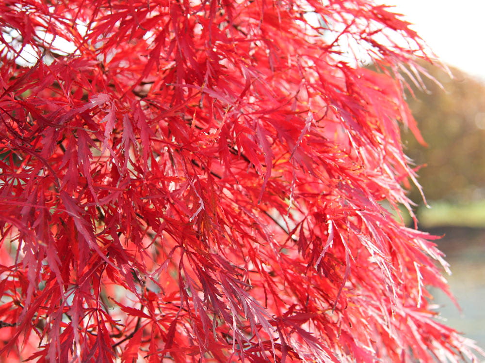 Fächerahorn 'Inaba-shidare' • Acer palmatum 'Inaba-shidare'