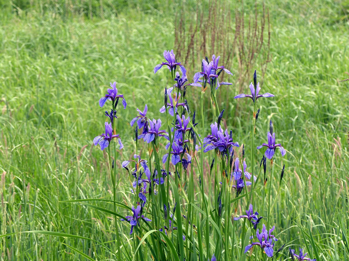 Sibirische Schwertlilie • Iris sibirica Ansicht 1