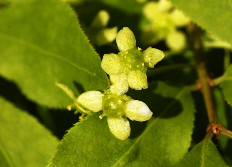 Korkflügelstrauch • Euonymus alatus Ansicht 6