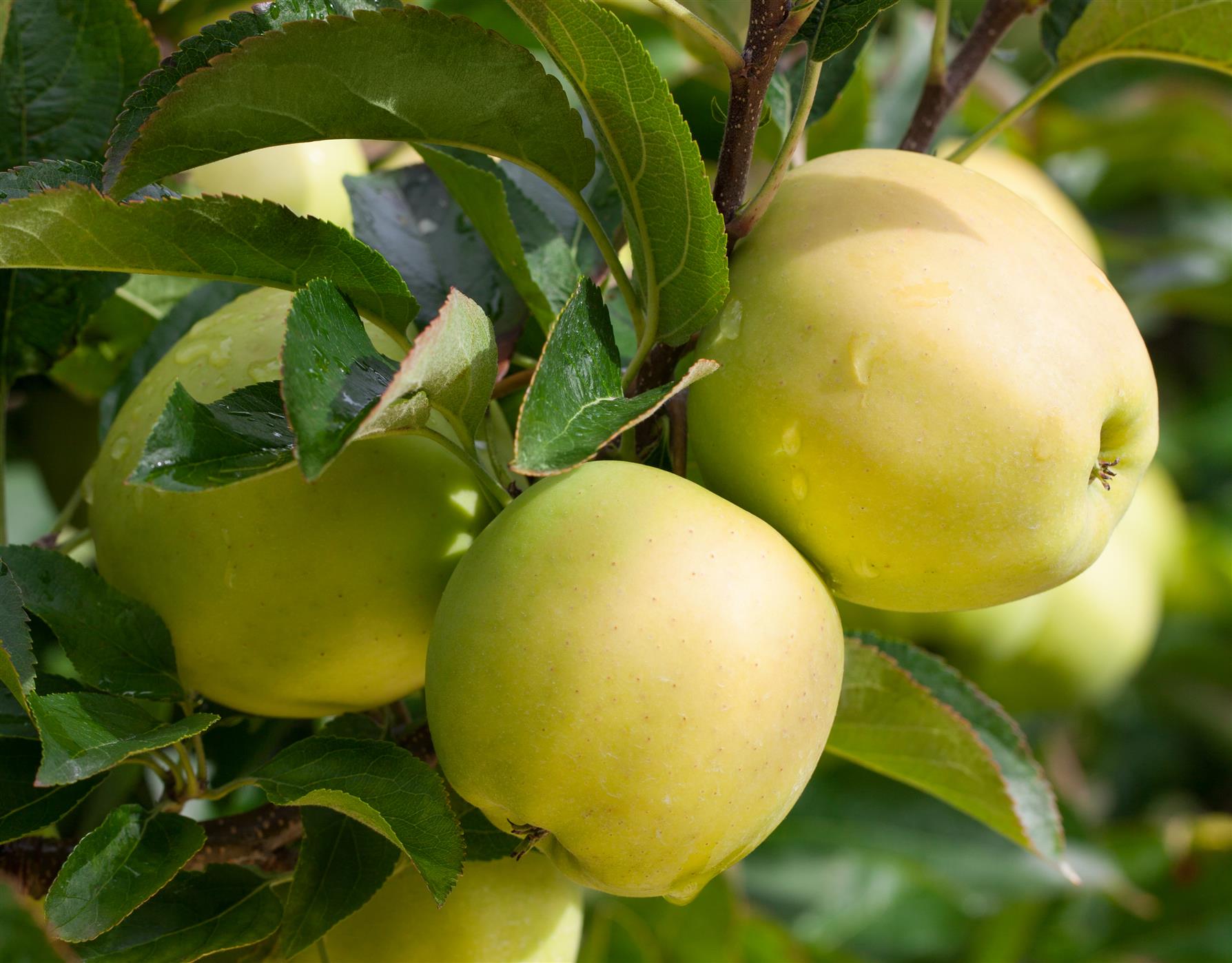 Apfel 'Golden Delicious' • Malus 'Golden Delicious' Ansicht 5