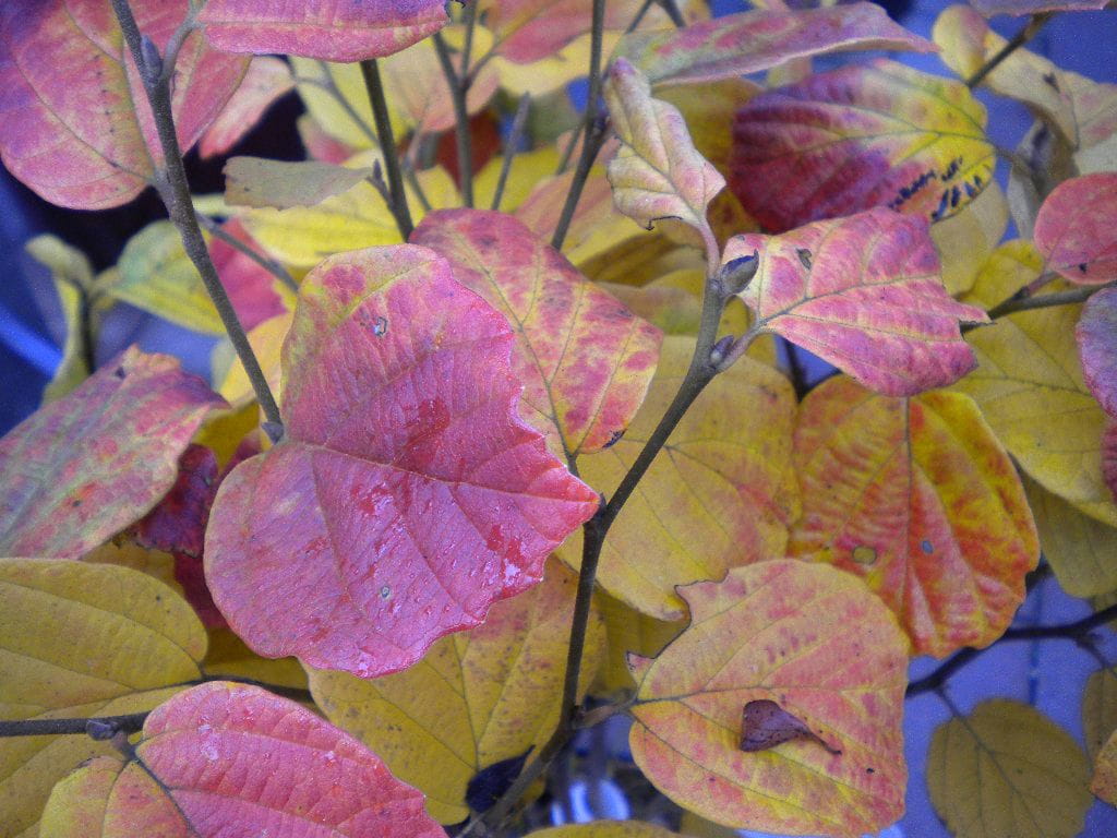 Großer Federbuschstrauch • Fothergilla major