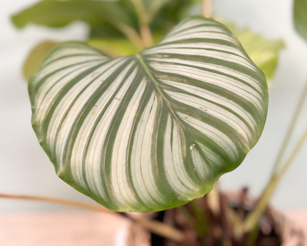 Korbmarante • Calathea orbifolia Topfdurchmesser 17 cm, 45 cm hoch Topfware Ansicht 3