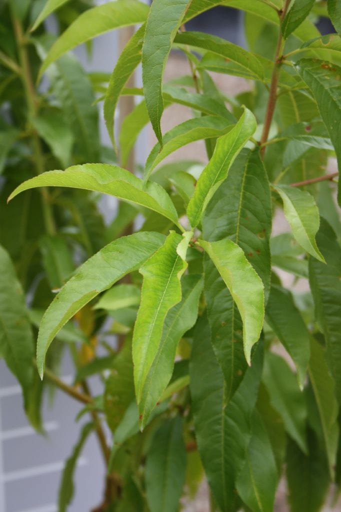 Pfirsich Fairhaven • Prunus persica Fairhaven Ansicht 7 Pfirsich Fairhaven • Prunus persica Fairhaven Ansicht 7