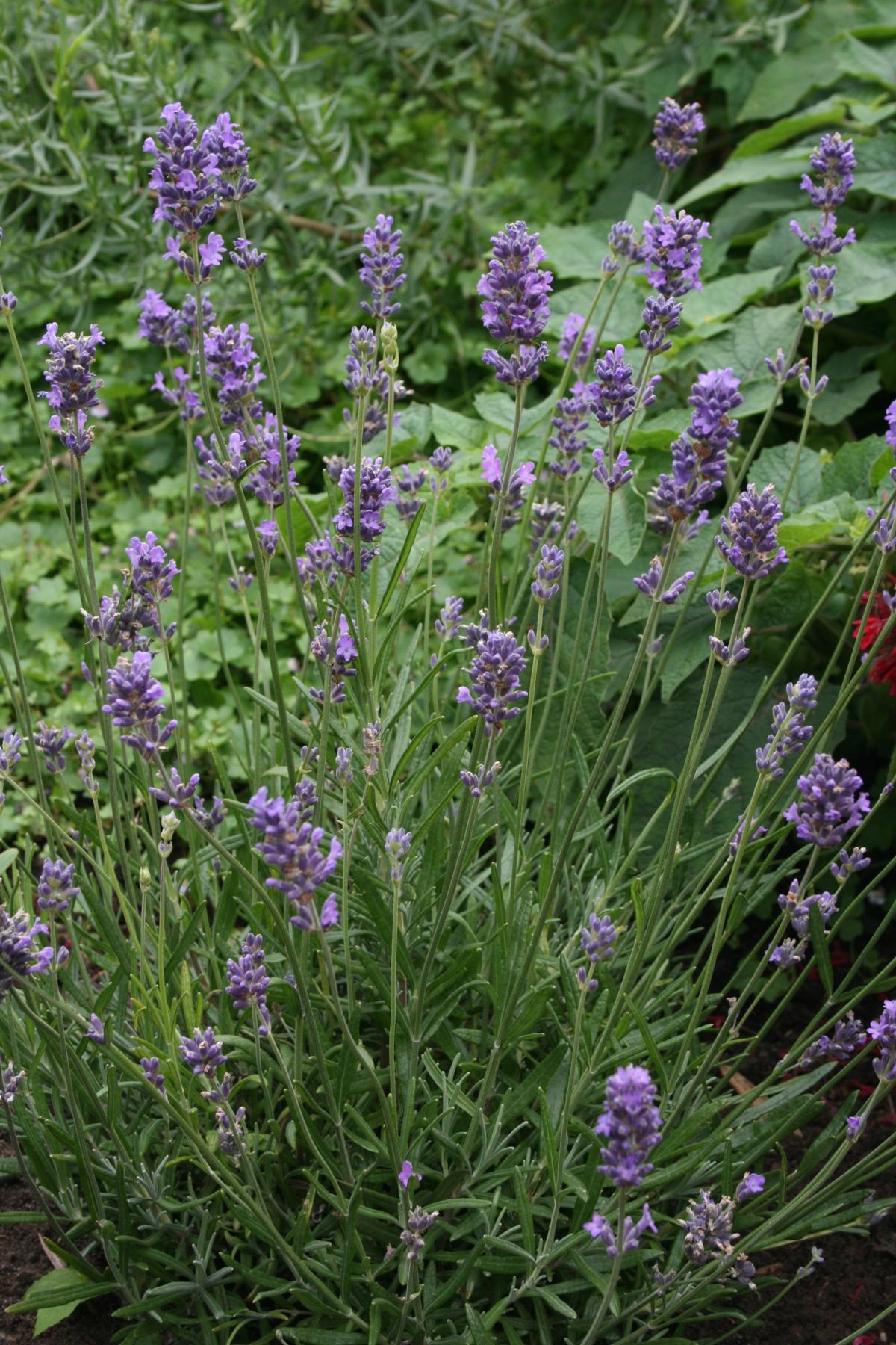 Lavendel 'Munstead' • Lavandula angustifolia 'Munstead' Ansicht 3