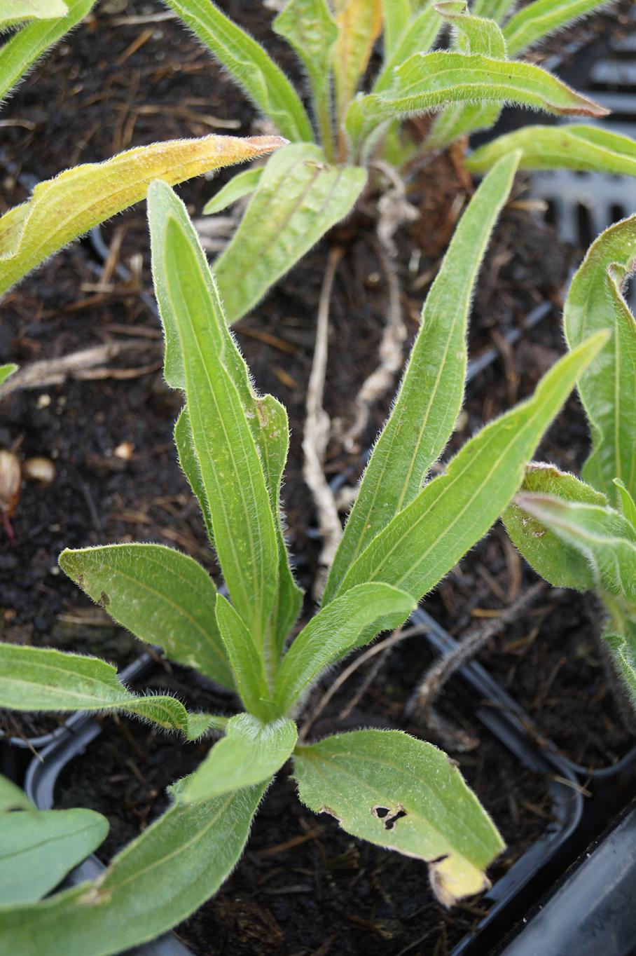 Tennessee-Sonnenhut 'Rocky Top' • Echinacea tennesseensis 'Rocky Top' Ansicht 3