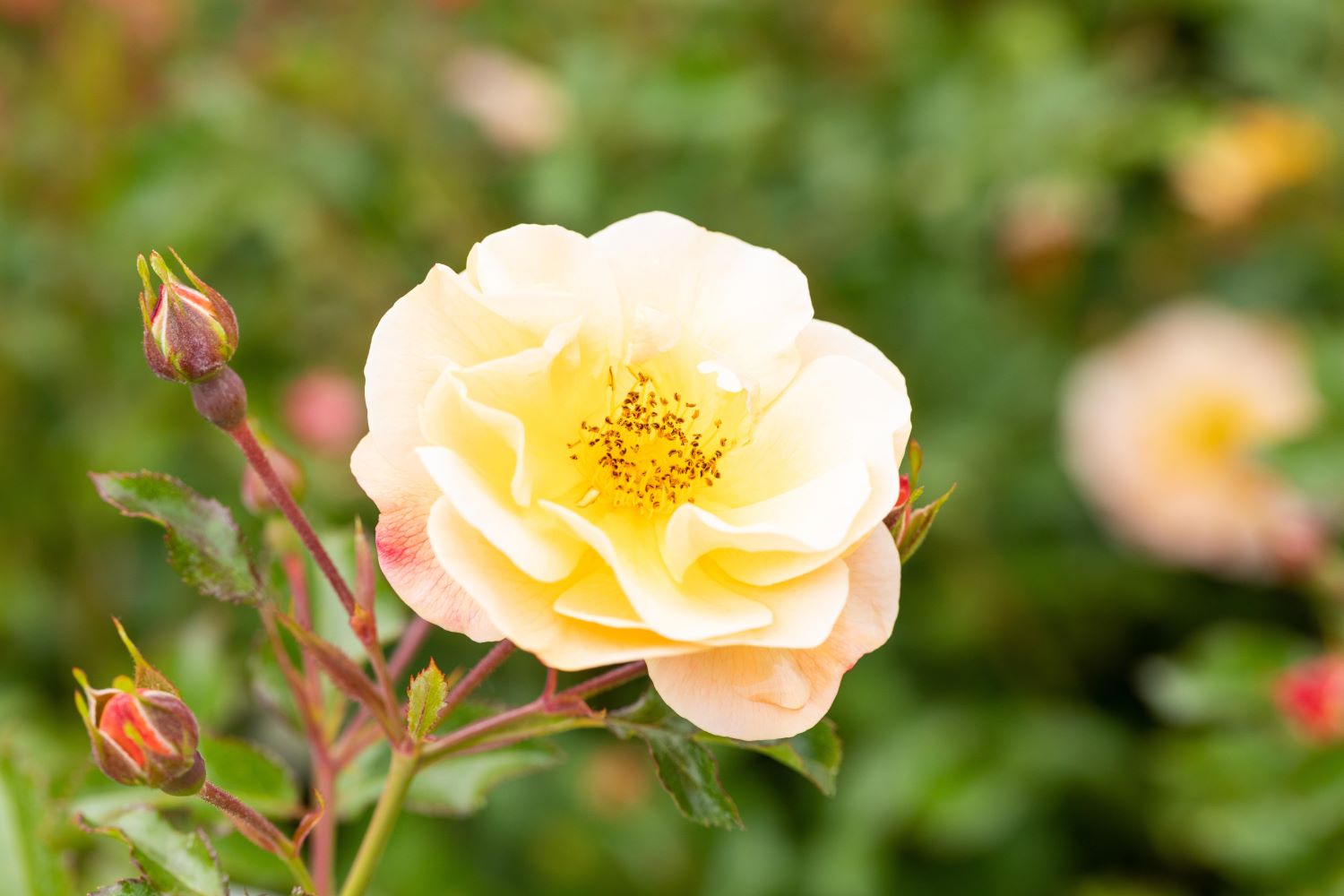 Bodendeckerrose 'Bienenweide'®, Apricot • Rosa 'Bienenweide'®, Apricot Containerware Ansicht 1