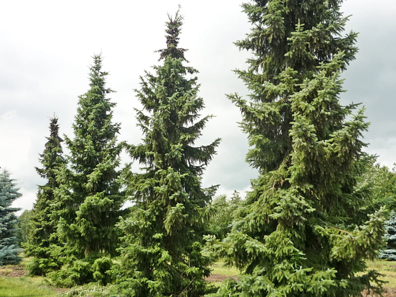 Serbische Fichte • Picea omorika Ansicht 2