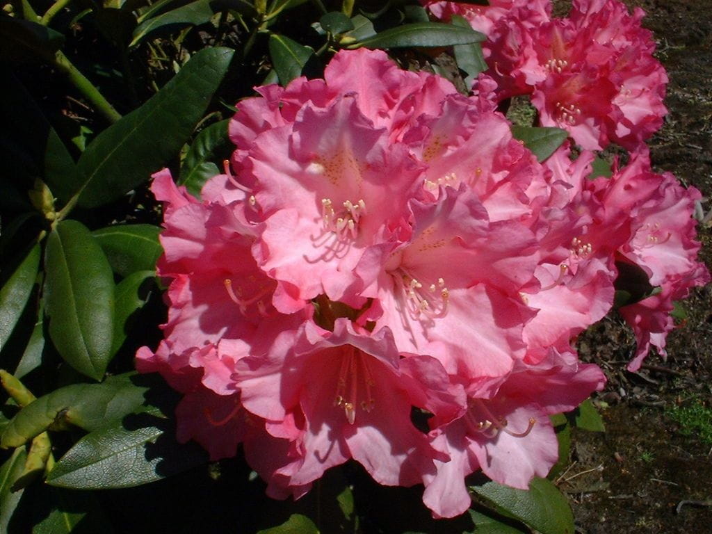 Rhododendron 'Kalinka' • Rhododendron yakushimanum 'Kalinka' Ansicht 3