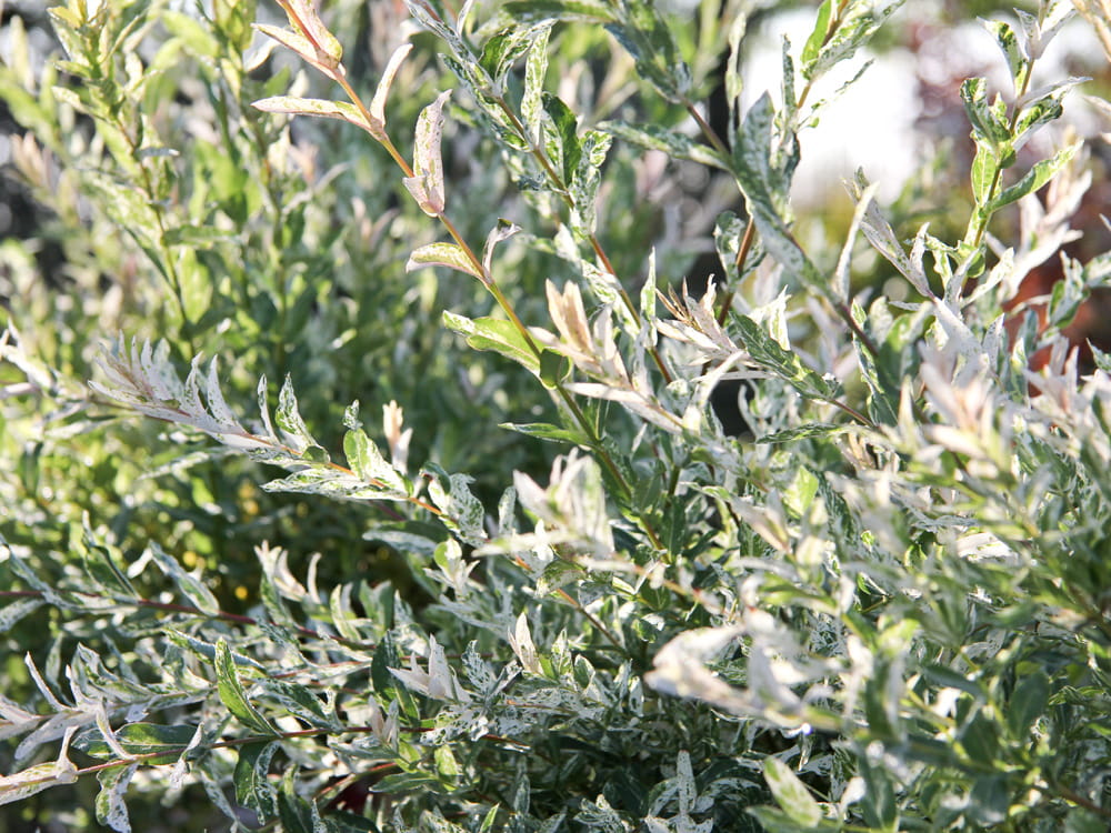 Japanische Harlekinweide 'Hakuro-Nishiki' • Salix integra 'Hakuro-Nishiki' Ansicht 7