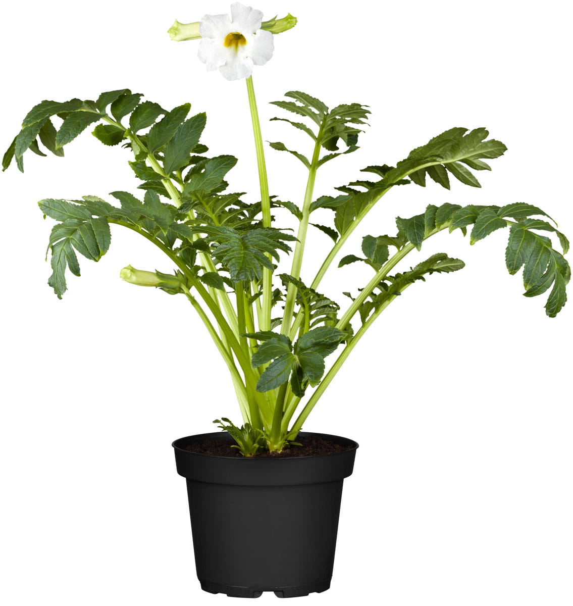 Freilandgloxinie 'Alba' • Incarvillea delavayi 'Alba' Ansicht 4