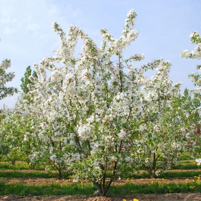 Blütensträucher und Ziergehölze - Zierapfel 'Evereste' • Malus-Hybride 'Evereste'