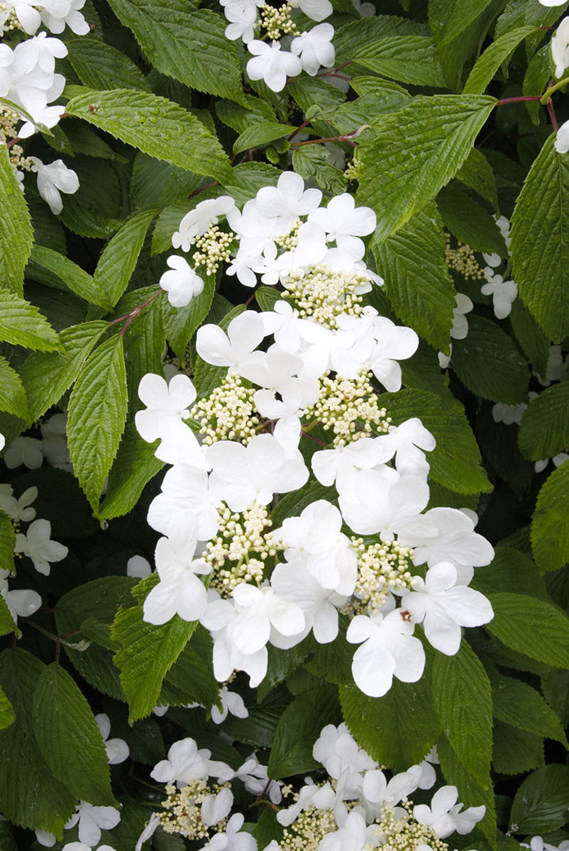 Japanische Schneeball 'Summer Snowflake' • Viburnum plicatum 'Summer Snowflake' Ansicht 2