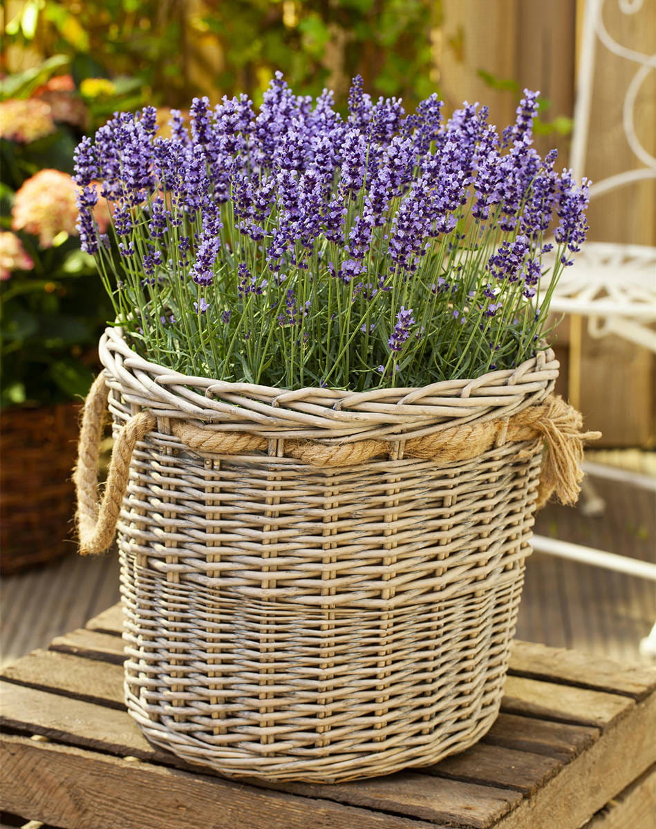 Echter Lavendel • Lavandula angustifolia Ansicht 1