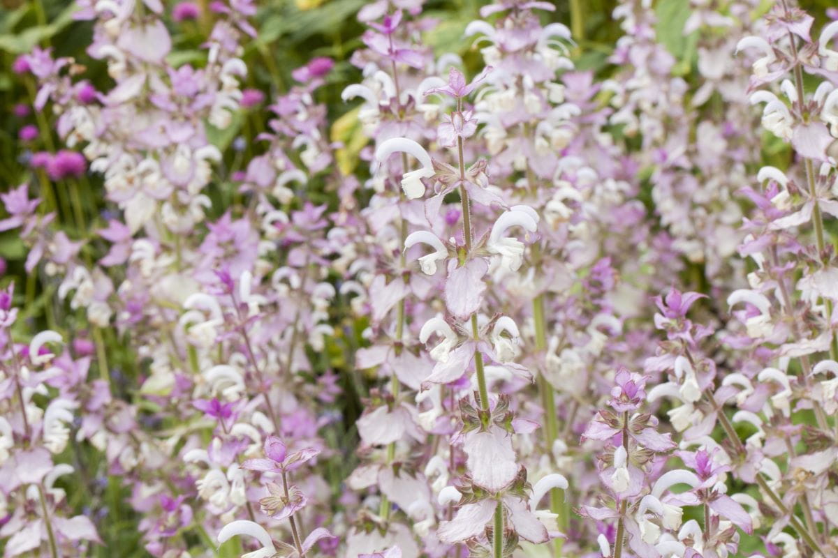 Muskateller-Salbei • Salvia sclarea