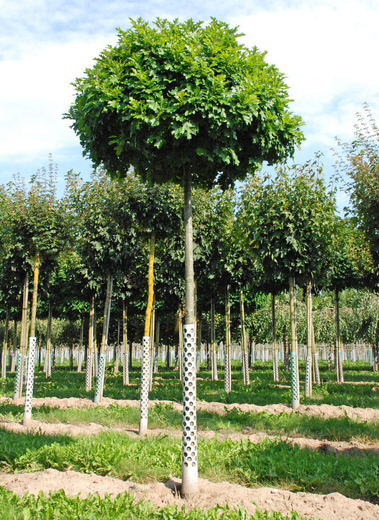 Sumpf-Eiche 'Green Dwarf' • Quercus palustris 'Green Dwarf'