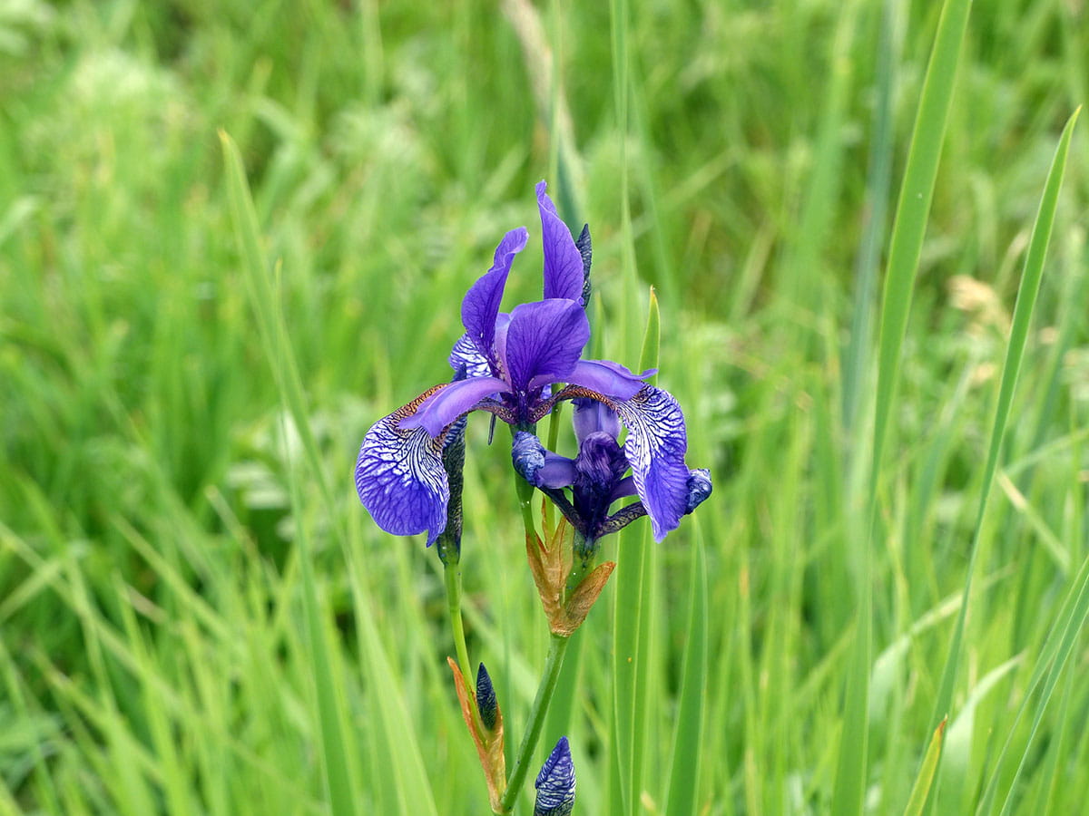 Sibirische Schwertlilie • Iris sibirica Ansicht 4