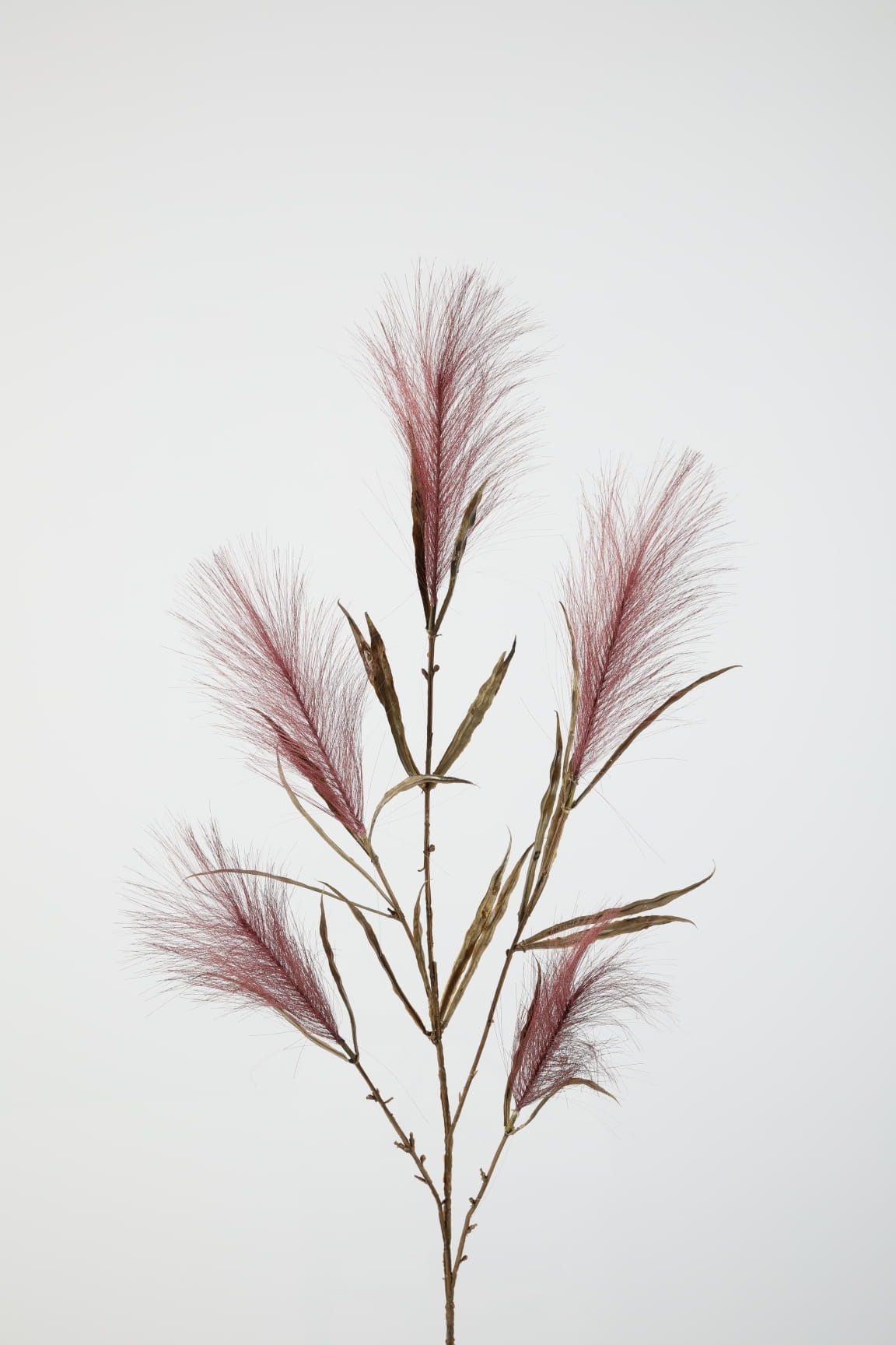 Colours & Green Seidenblume PALM PAMPAS GRASS, purple