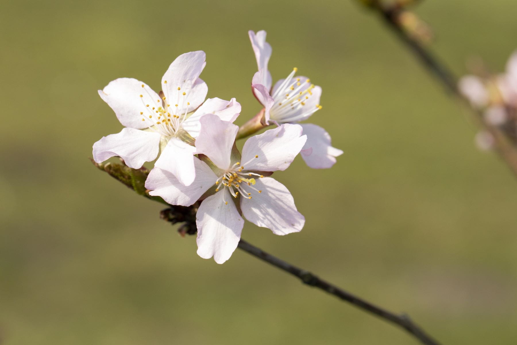 Kurilenkirsche 'Ruby' • Prunus kurilensis (nipponica) 'Ruby'