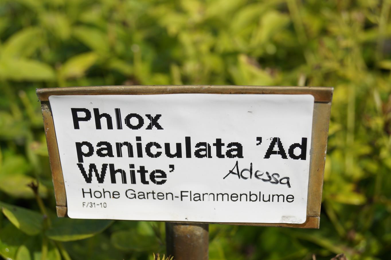 Hohe  Flammenblume 'Adessa White' • Phlox paniculata 'Adessa White' Ansicht 1