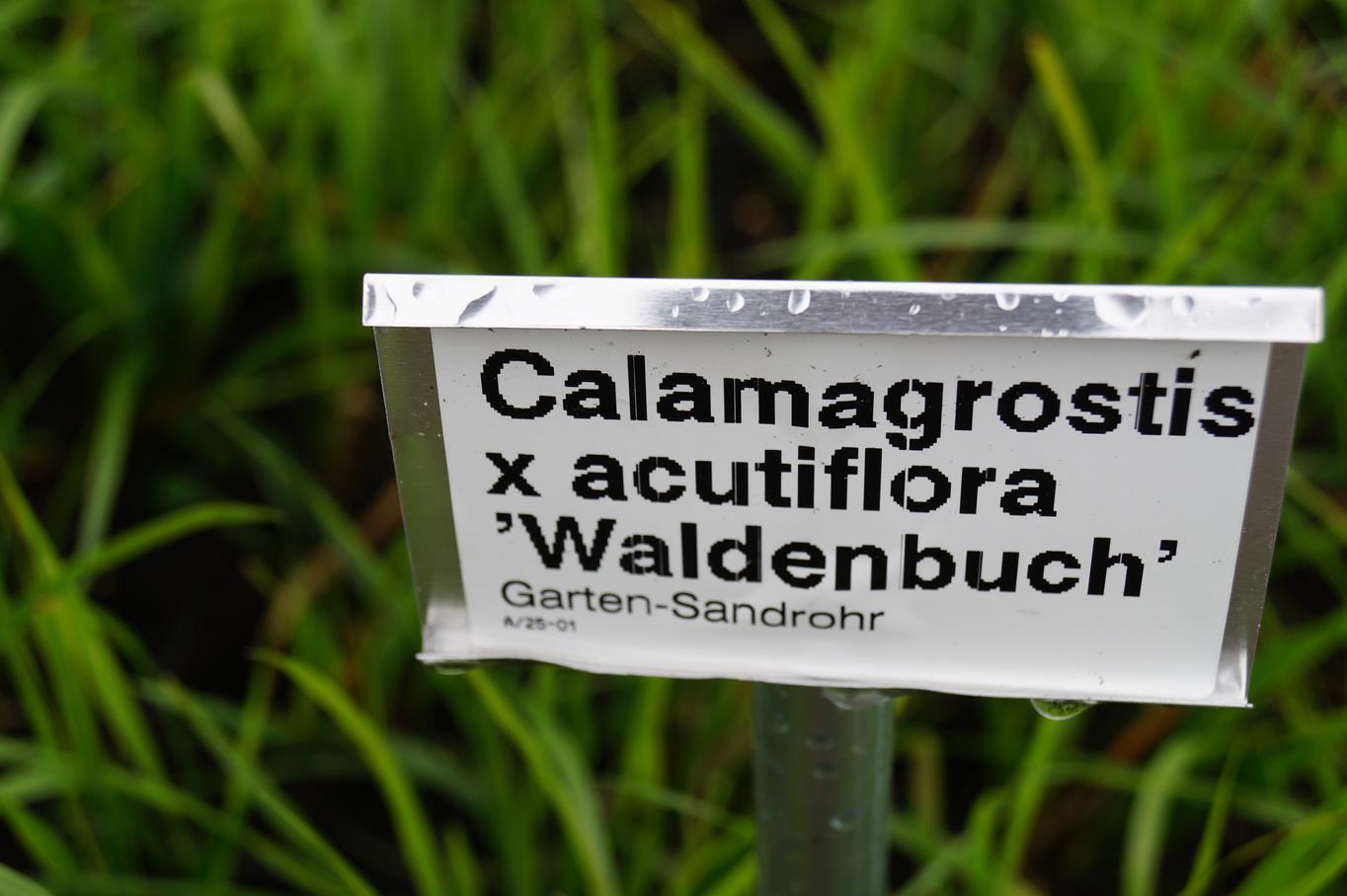 Sandrohr 'Waldenbuch' • Calamagrostis x acutiflora 'Waldenbuch' Ansicht 2