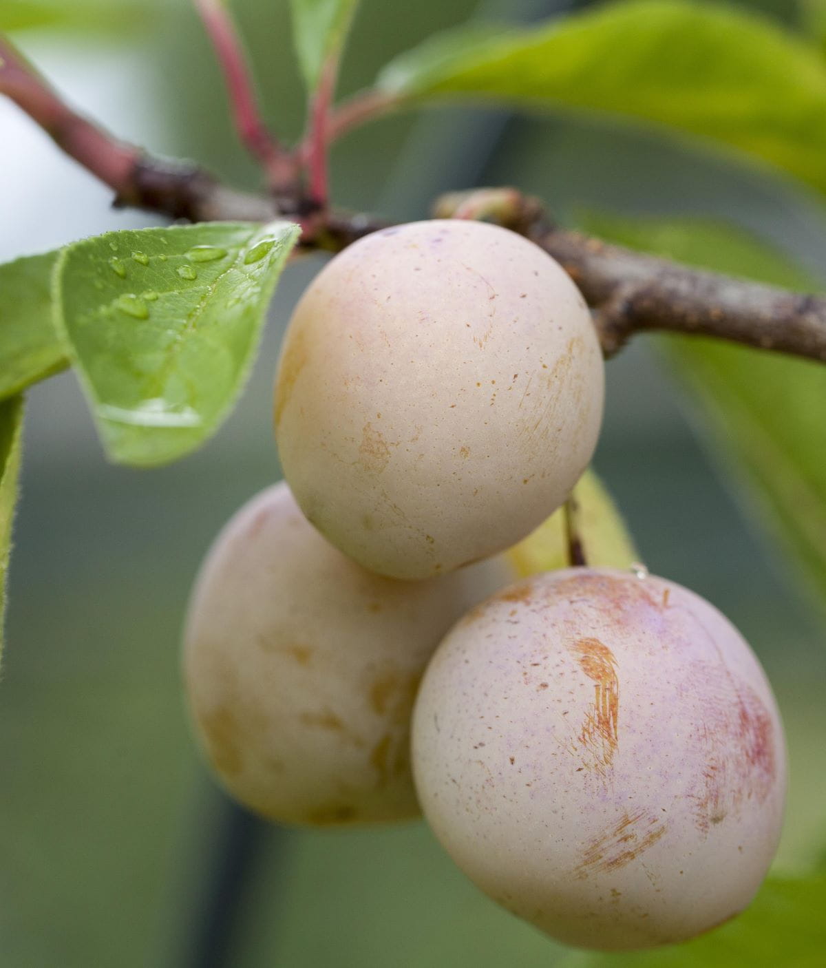 Mirabelle 'Von Metz' • Prunus domestica 'Von Metz'