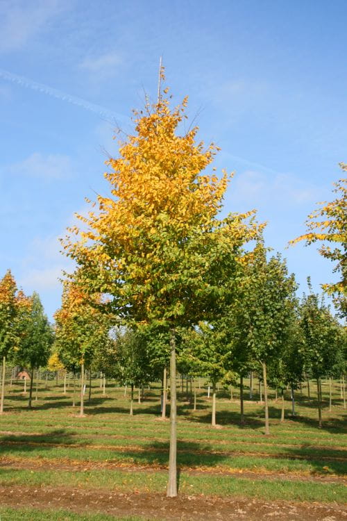 Hainbuche • Carpinus betulus Ansicht 10