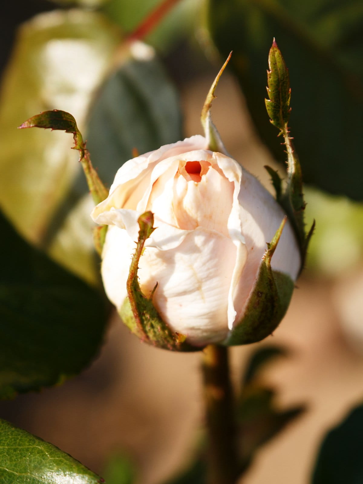 Edelrose 'Schloß Ippenburg' • Rosa 'Schloß Ippenburg' Ansicht 6