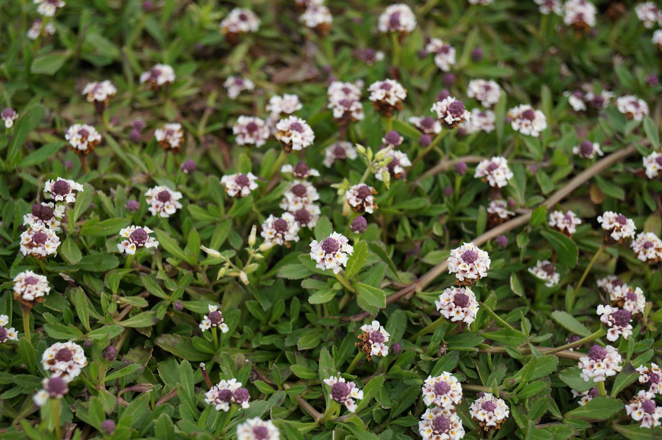 Teppichverbene • Phyla nodiflora