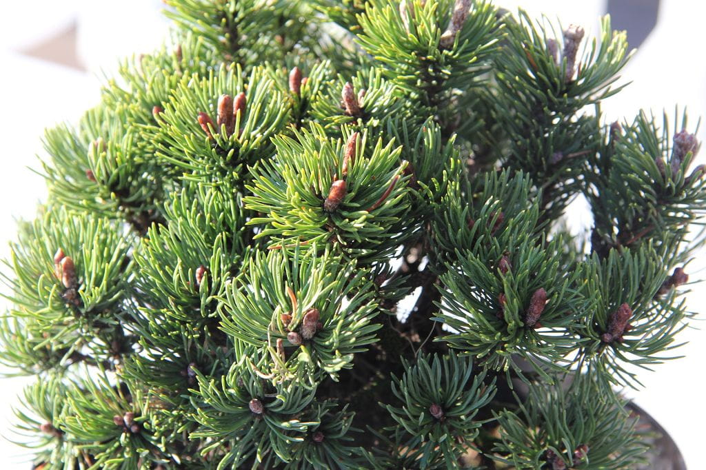 Zwerg-Kiefer 'Mini Mops' • Pinus mugo 'Mini Mops' Ansicht 1