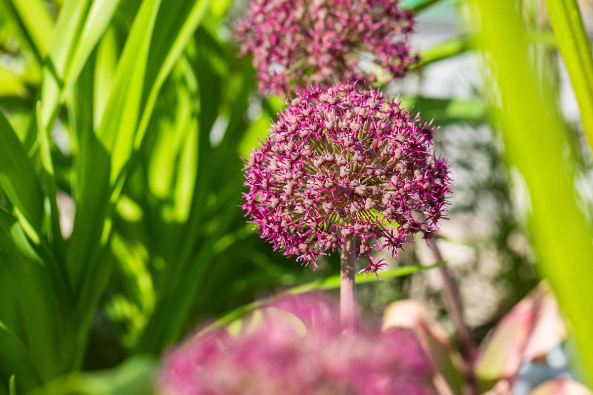 Blumenzwiebel - Allium karataviense x atropurpureum 'Ostara' 6er Packung