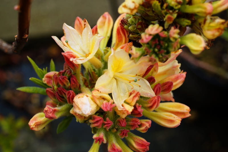 Sommergrüne Azalee 'Daviesii' • Rhododendron luteum 'Daviesii' Ansicht 1