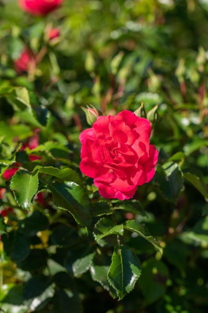 Bodendeckerrose 'The Fairy', rot • Rosa 'The Fairy', rot