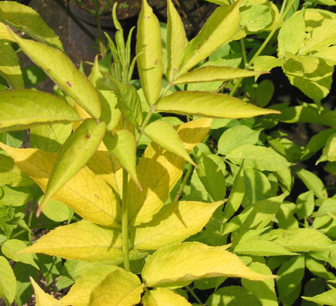 Gold-Holunder 'Aurea' • Sambucus nigra 'Aurea' Ansicht 4