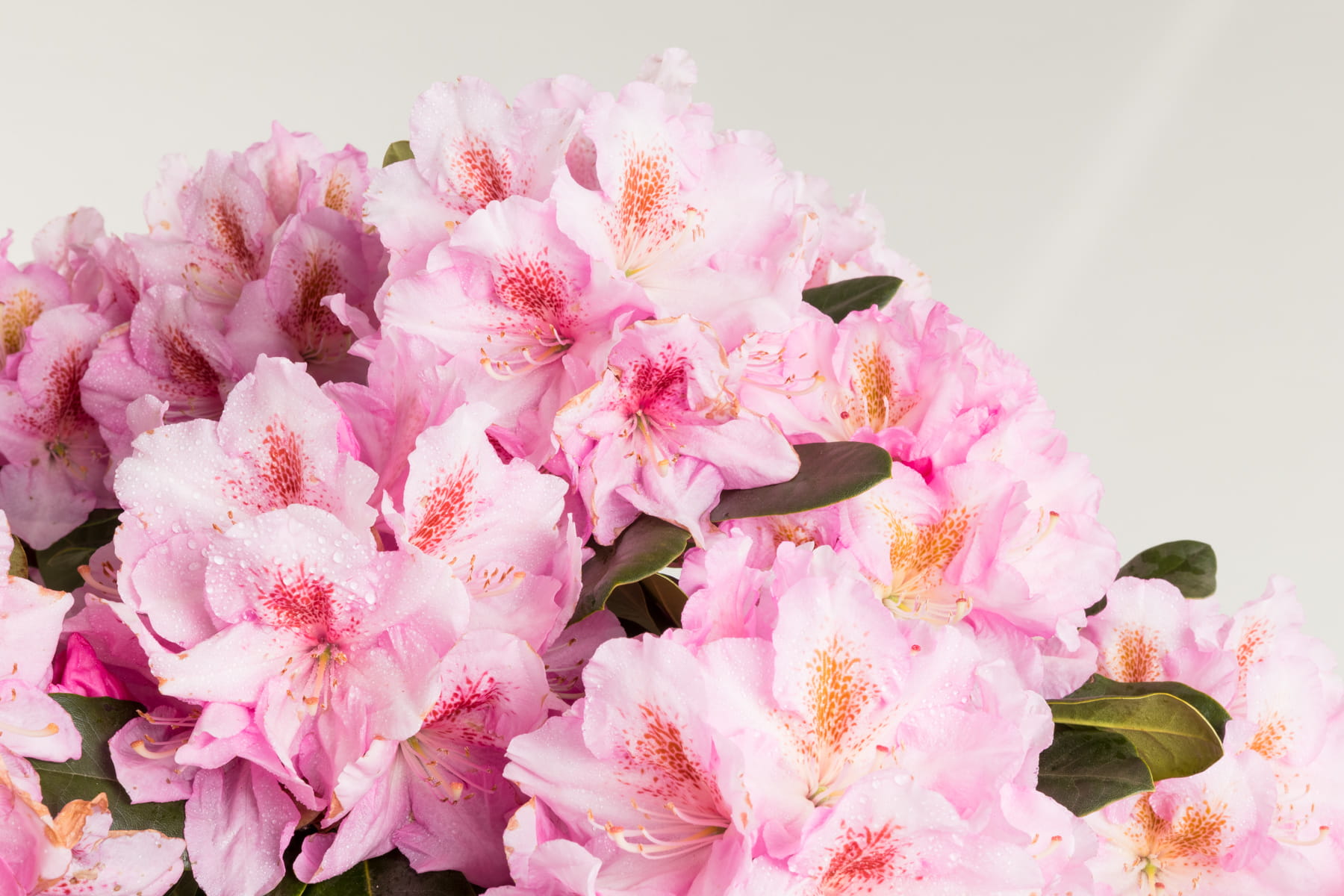 Rhododendron 'Scintillation' • Rhododendron Hybride 'Scintillation'
