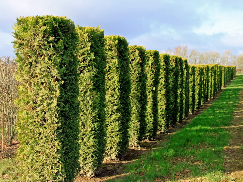 Lebensbaum 'Brabant' • Thuja occidentalis 'Brabant'