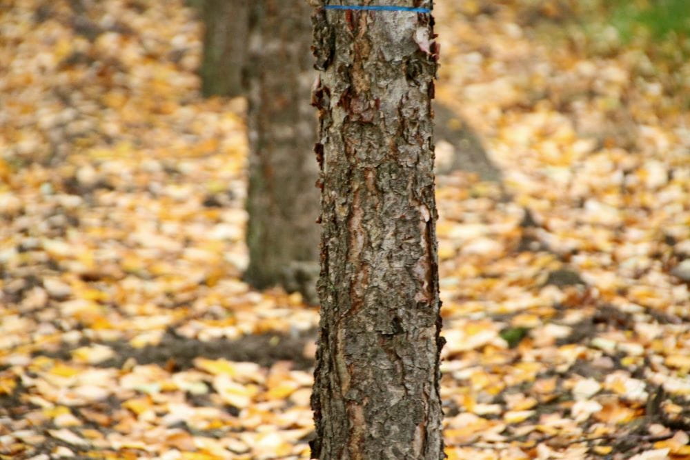 Hainbuche • Carpinus betulus Ansicht 2