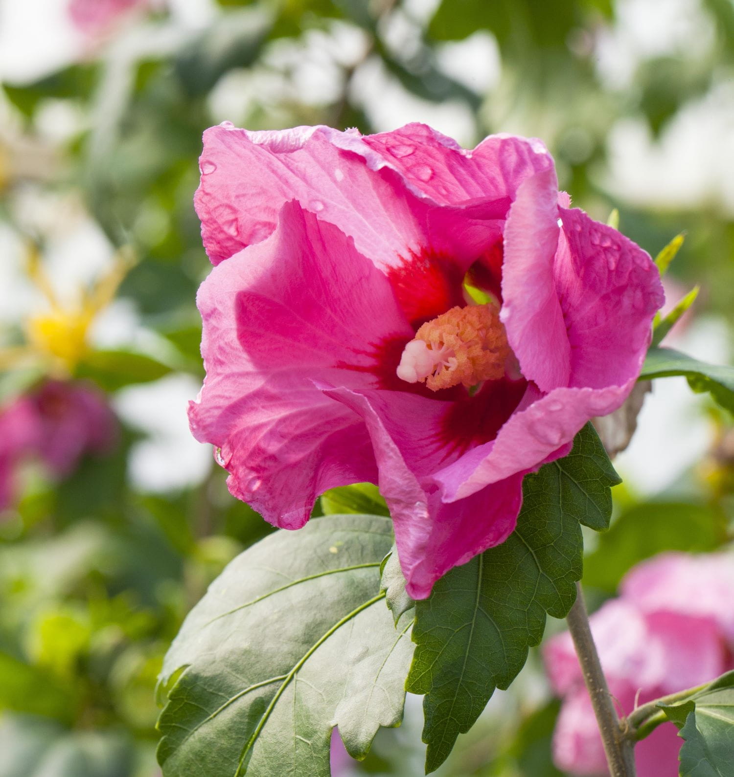 Garteneibisch 'Pink Giant'® • Hibiscus syriacus 'Pink Giant'® Ansicht 1