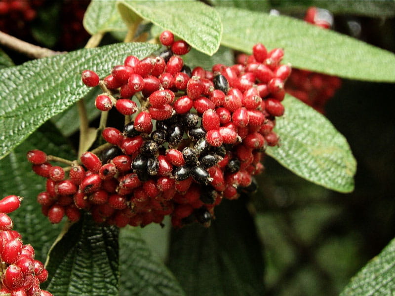 Immergrüner Zungen- Schneeball • Viburnum rhytidophyllum Ansicht 1
