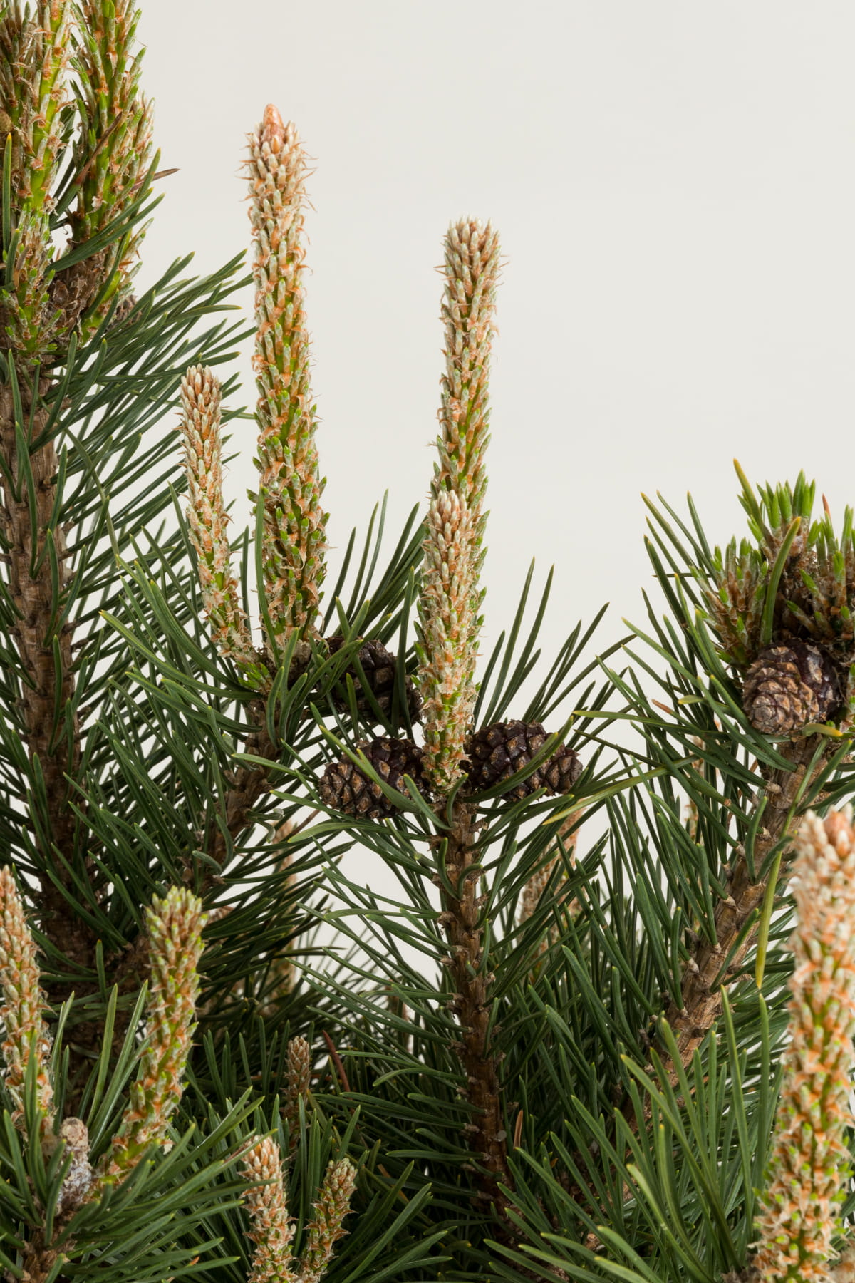 Bergkiefer 'Gnom' • Pinus mugo 'Gnom' Ansicht 3