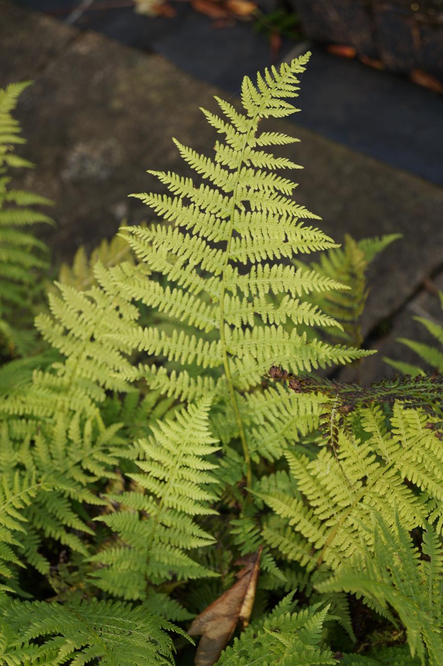 Frauenfarn Lady in Red • Athyrium filix femina Lady in Red Ansicht 16 Frauenfarn Lady in Red • Athyrium filix femina Lady in Red Ansicht 16