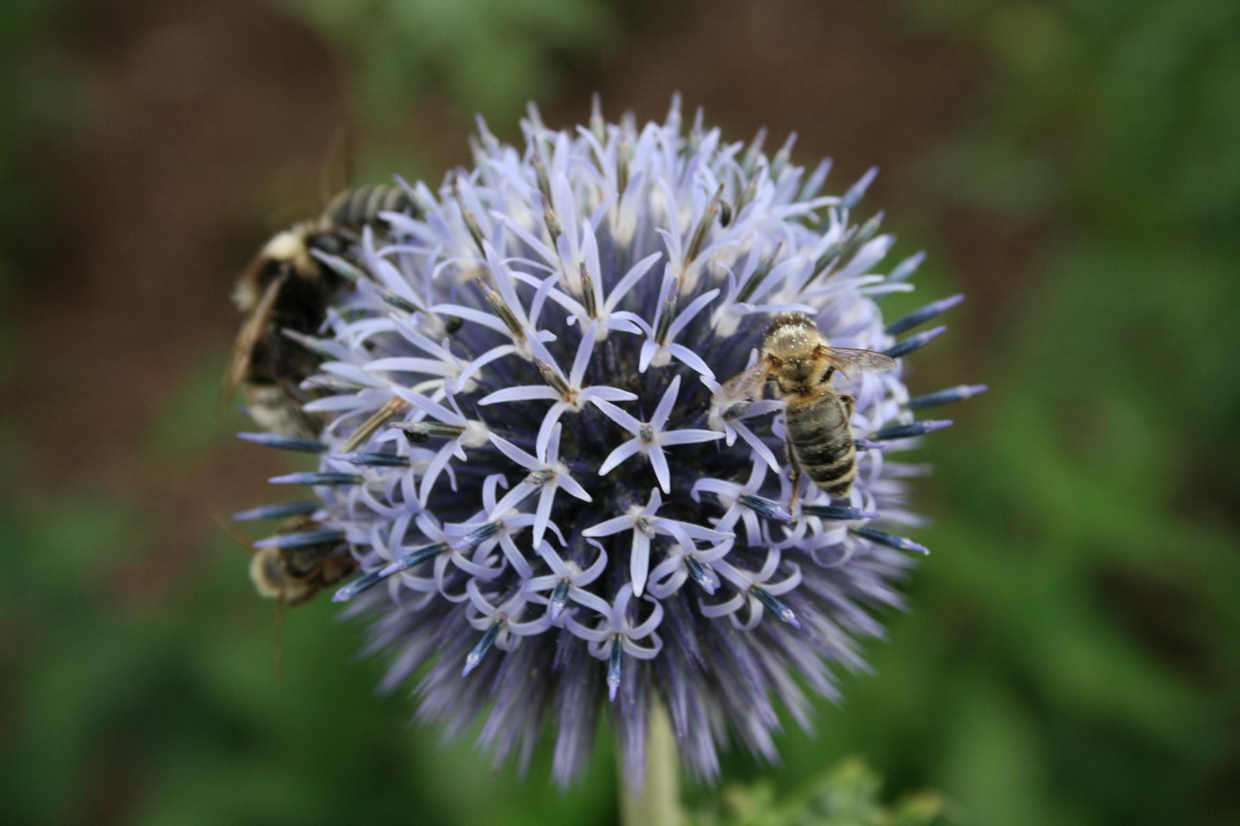 Veitchs-Kugeldistel 'Veitchs Blue' • Echinops ritro 'Veitchs Blue'