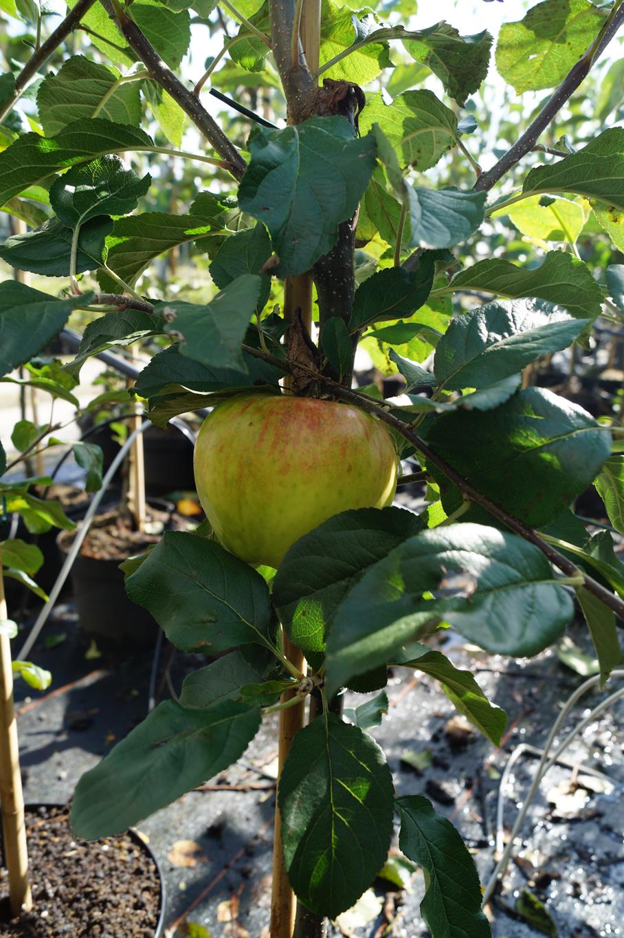 Apfel 'Santana' • Malus 'Santana' Containerware Halbstamm Ansicht 2
