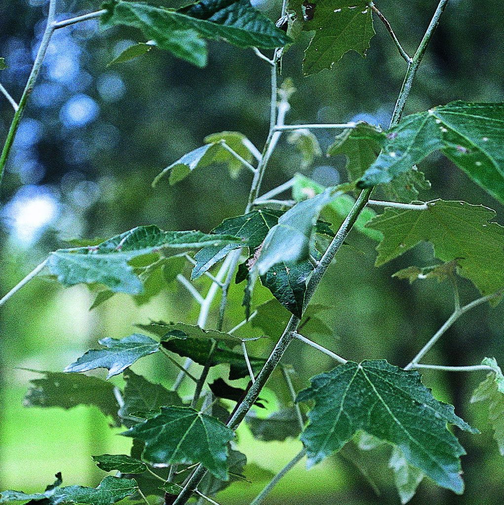 Silberpappel 'Nivea' • Populus alba 'Nivea' Containerware 100-125 cm hoch, Ansicht 1